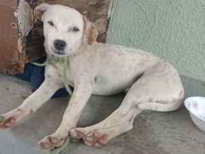Cachorro raça SRD-ViraLata idade 7 a 11 meses nome branquelo 