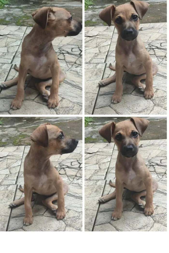 Cachorro raça SRD-ViraLata idade 2 a 6 meses nome Lili