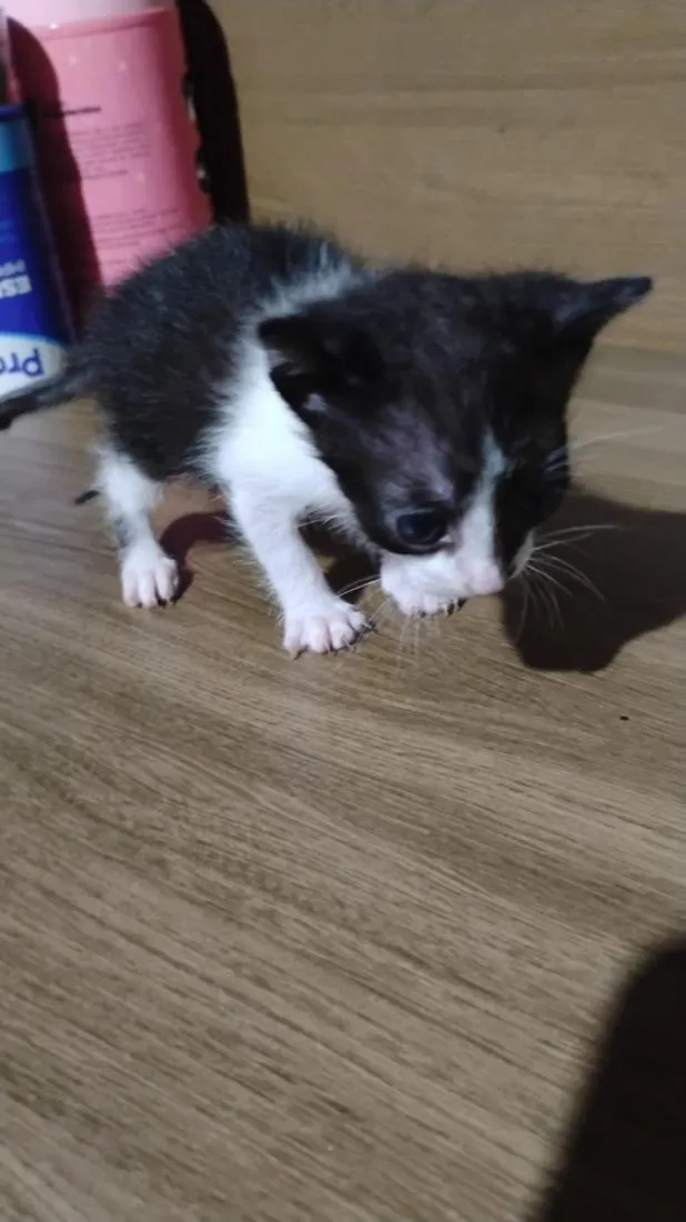 Gato raça SRD-ViraLata idade 2 a 6 meses nome Frajola 