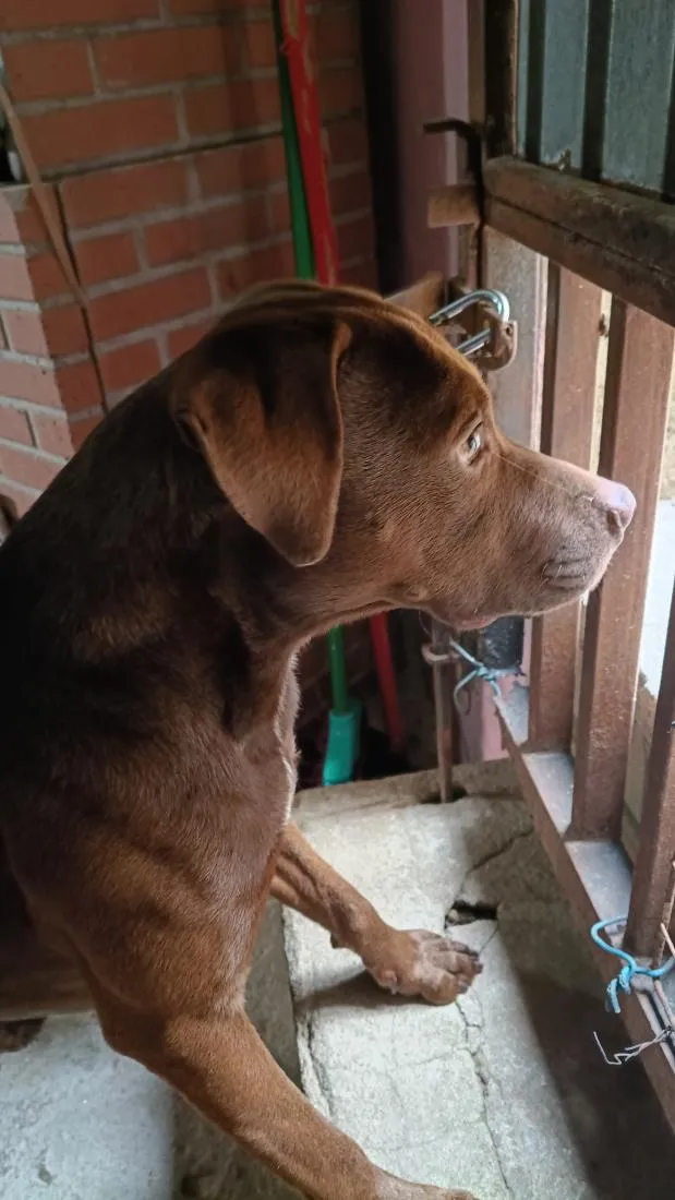 Cachorro raça Pit-Bull idade 1 ano nome café 