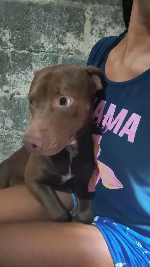 Cachorro raça Pit-Bull idade 1 ano nome café 