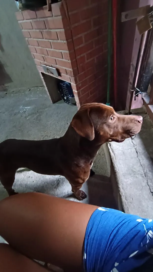 Cachorro raça Pit-Bull idade 1 ano nome café 