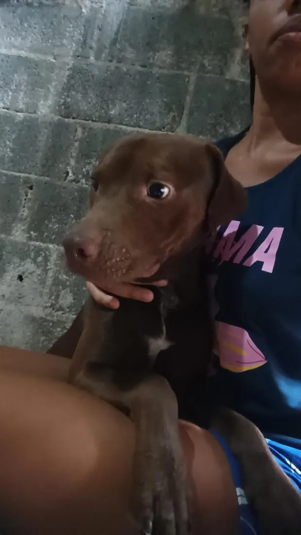 Cachorro raça Pit-Bull idade 1 ano nome café 