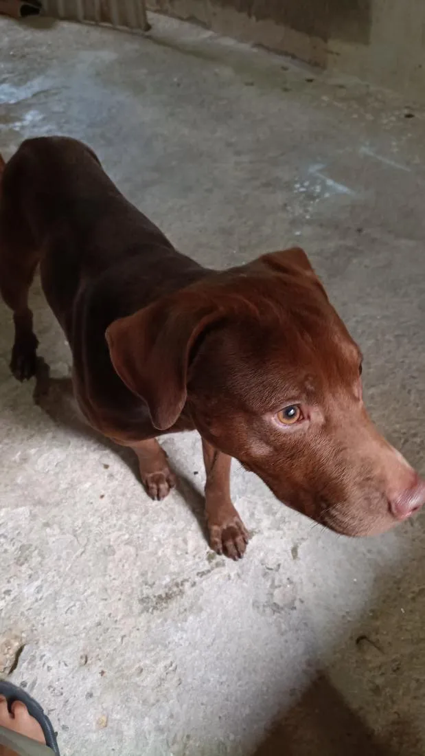 Cachorro raça Pit-Bull idade 1 ano nome café 