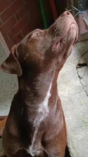 Cachorro raça Pit-Bull idade 1 ano nome café 