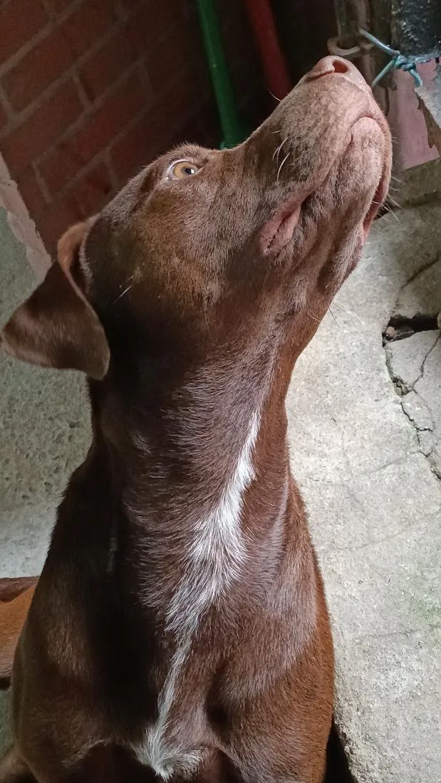 Cachorro raça Pit-Bull idade 1 ano nome café 