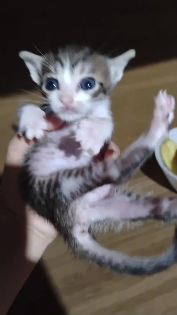 Gato raça SRD-ViraLata idade 2 a 6 meses nome estrela 