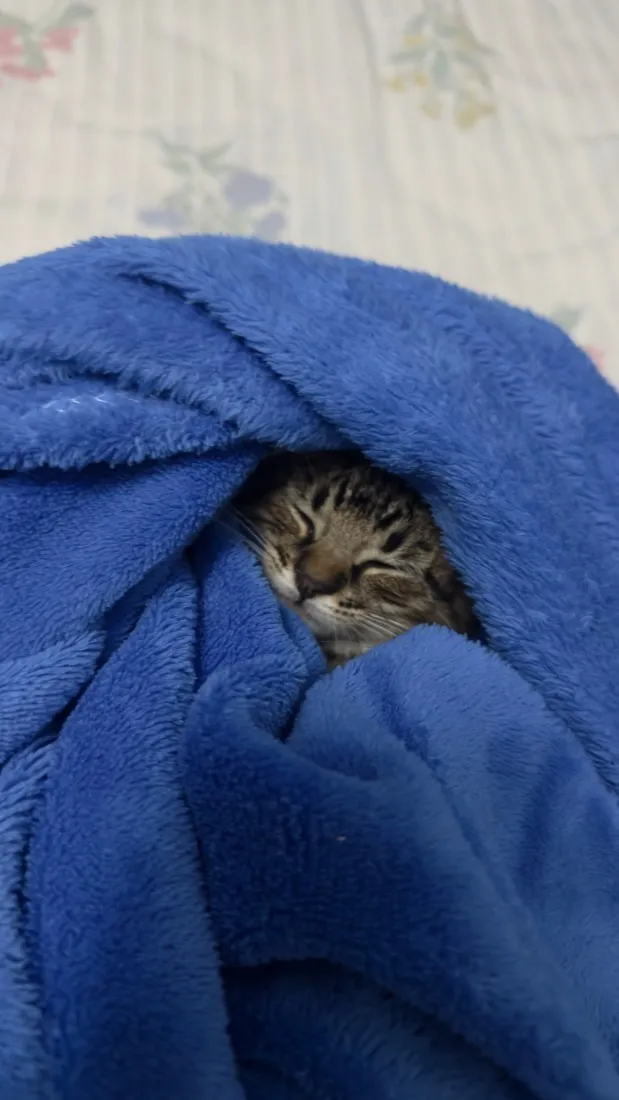 Gato raça SRD-ViraLata idade Abaixo de 2 meses nome Goiaba