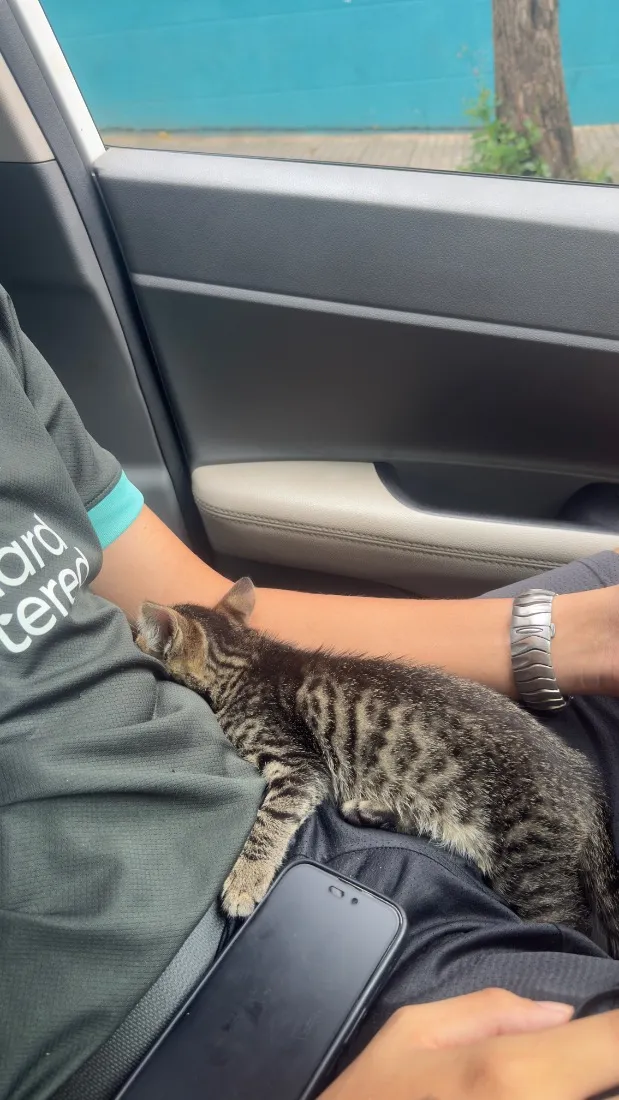 Gato raça SRD-ViraLata idade Abaixo de 2 meses nome Goiaba