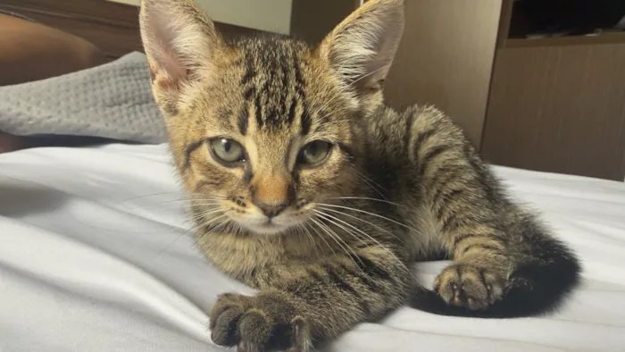 Gato raça SRD-ViraLata idade Abaixo de 2 meses nome Goiaba