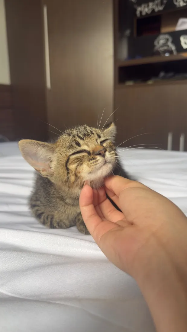Gato raça SRD-ViraLata idade Abaixo de 2 meses nome Goiaba