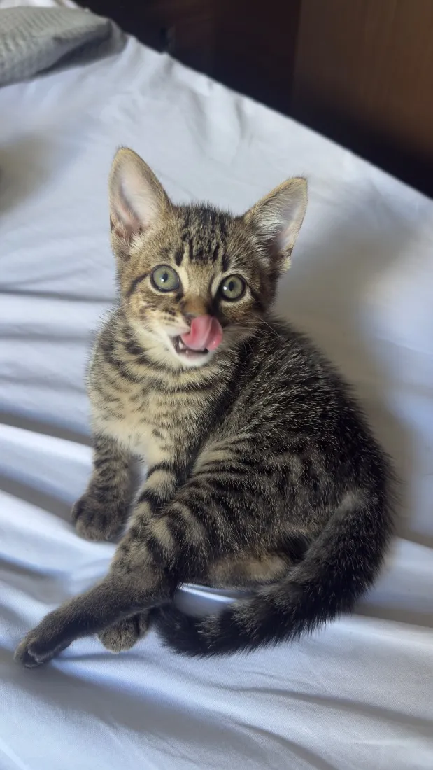 Gato raça SRD-ViraLata idade Abaixo de 2 meses nome Goiaba