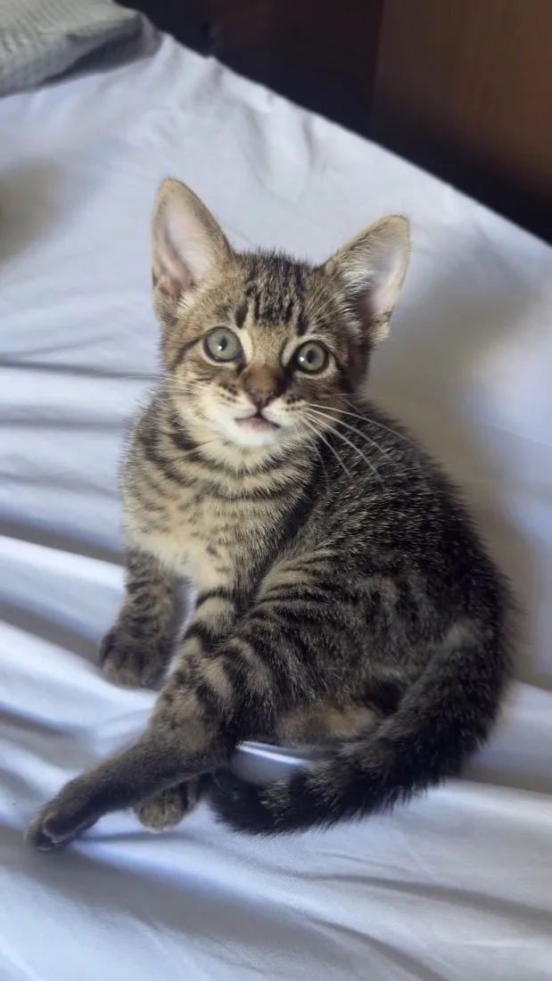 Gato raça SRD-ViraLata idade Abaixo de 2 meses nome Goiaba