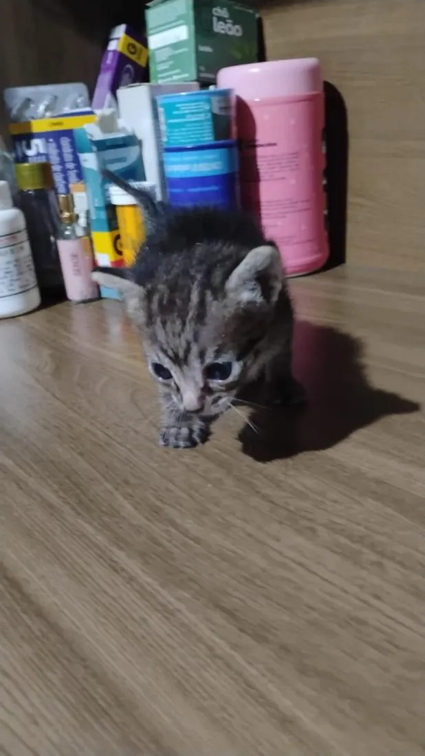 Gato raça SRD-ViraLata idade 2 a 6 meses nome Rajadinho