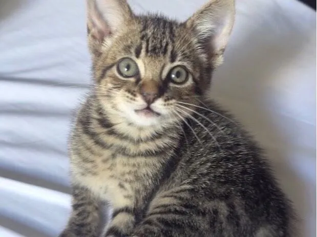 Gato raça SRD-ViraLata idade Abaixo de 2 meses nome Goiaba