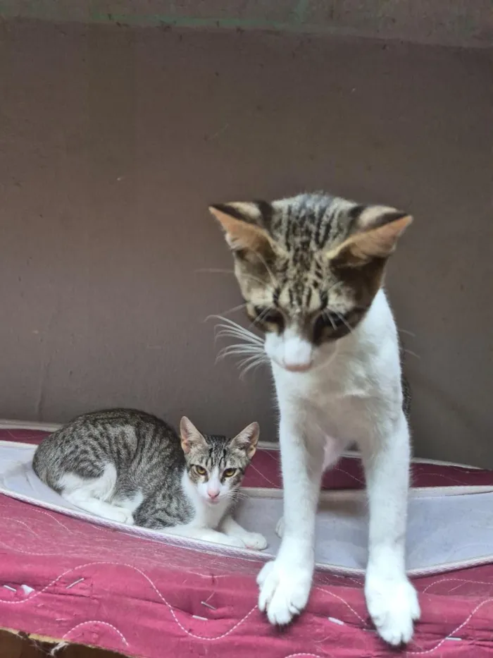 Gato raça SRD-ViraLata idade 1 ano nome Tom