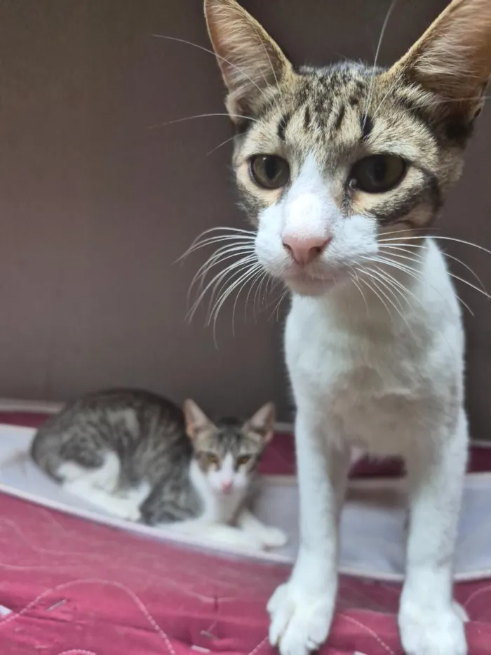 Gato raça SRD-ViraLata idade 1 ano nome Tom