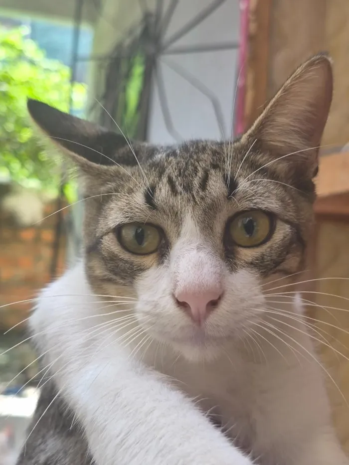 Gato raça SRD-ViraLata idade 1 ano nome Tom