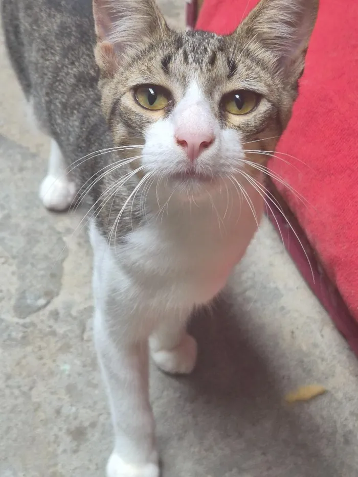 Gato raça SRD-ViraLata idade 1 ano nome Tom