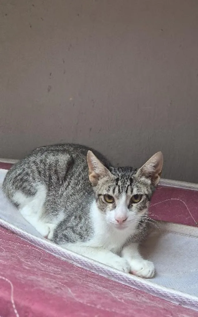 Gato raça SRD-ViraLata idade 2 a 6 meses nome Salem