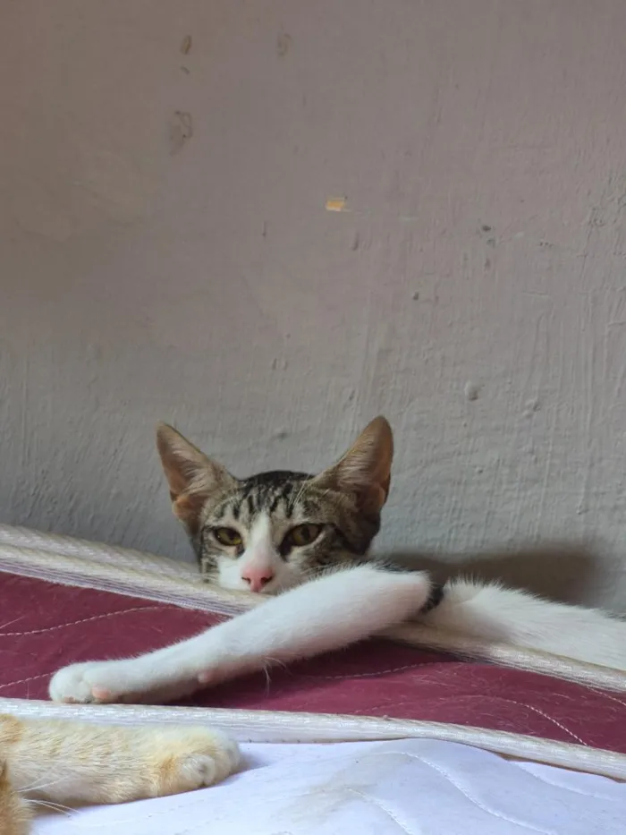 Gato raça SRD-ViraLata idade 2 a 6 meses nome Salem