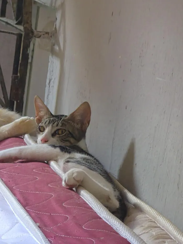 Gato raça SRD-ViraLata idade 2 a 6 meses nome Salem