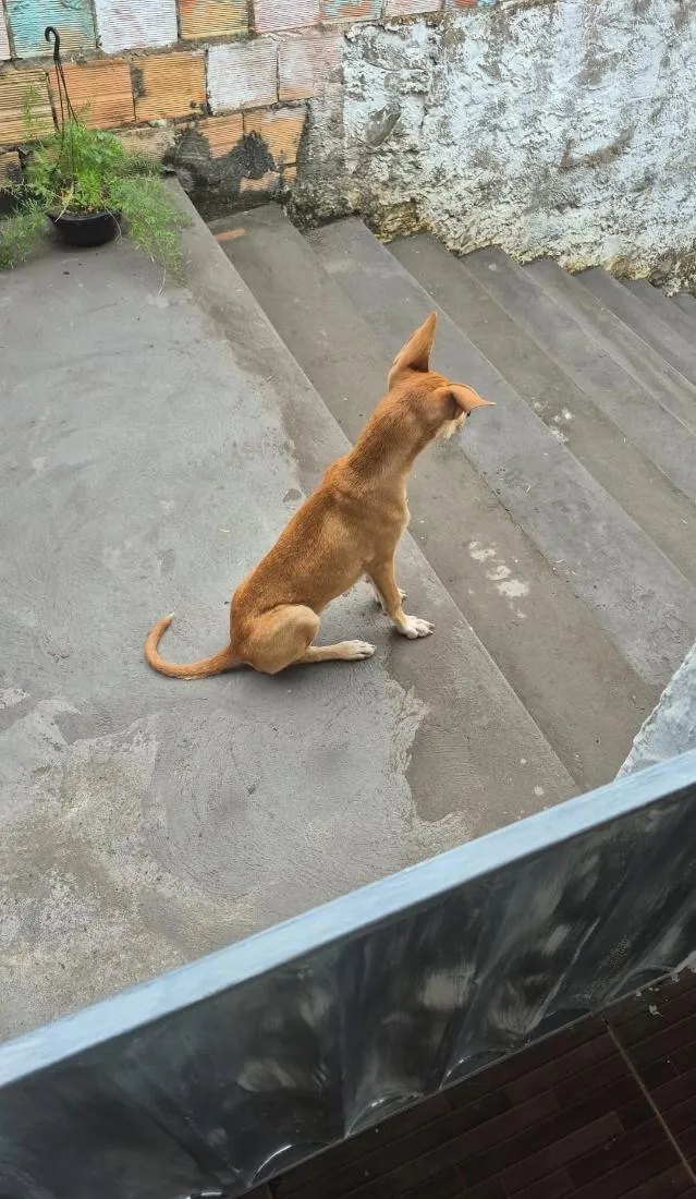 Cachorro raça SRD-ViraLata idade 2 a 6 meses nome Fred