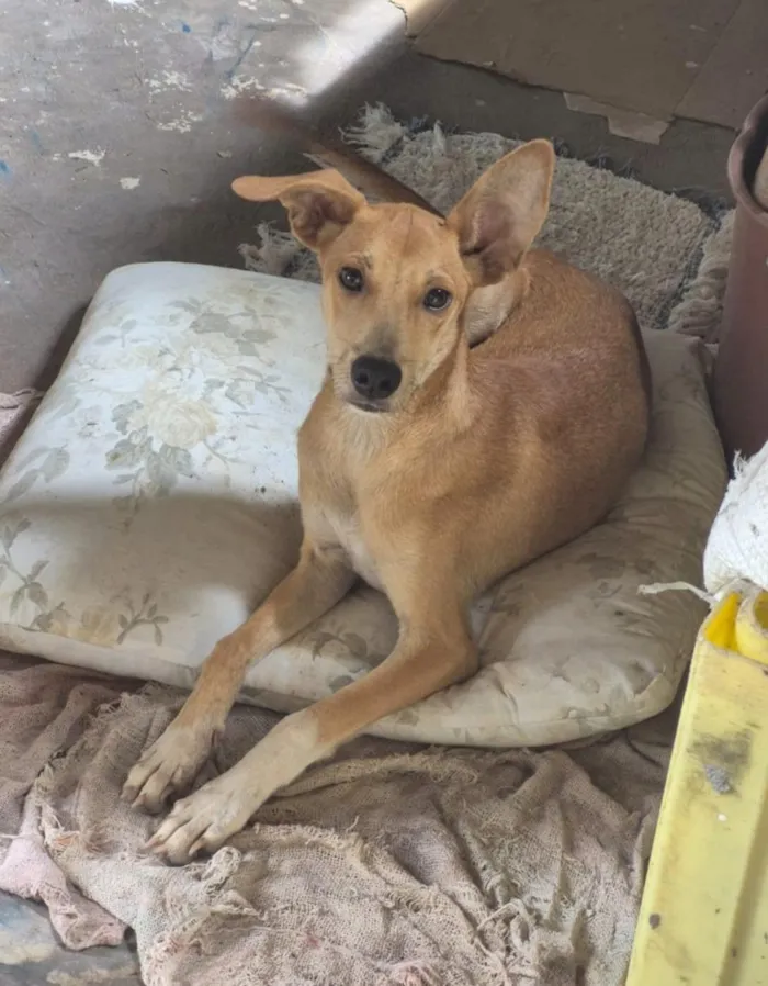 Cachorro raça SRD-ViraLata idade 2 a 6 meses nome Fred
