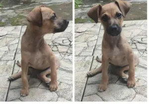 Cachorro raça SRD-ViraLata idade 2 a 6 meses nome Lili