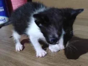 Gato raça SRD-ViraLata idade 2 a 6 meses nome Frajola 