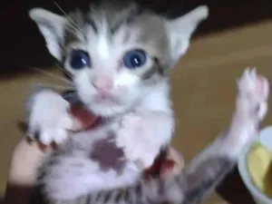 Gato raça SRD-ViraLata idade 2 a 6 meses nome estrela 