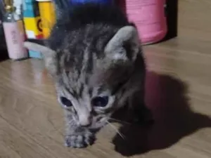 Gato raça SRD-ViraLata idade 2 a 6 meses nome Rajadinho