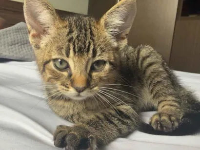 Gato raça SRD-ViraLata idade Abaixo de 2 meses nome Goiaba