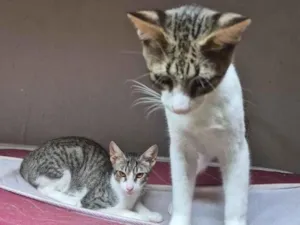 Gato raça SRD-ViraLata idade 1 ano nome Tom