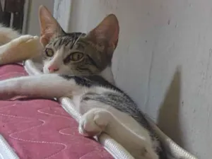 Gato raça SRD-ViraLata idade 2 a 6 meses nome Salem
