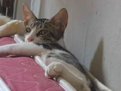 Gato raça SRD-ViraLata idade 2 a 6 meses nome Salem
