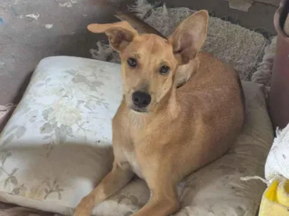 Cachorro raça SRD-ViraLata idade 2 a 6 meses nome Fred