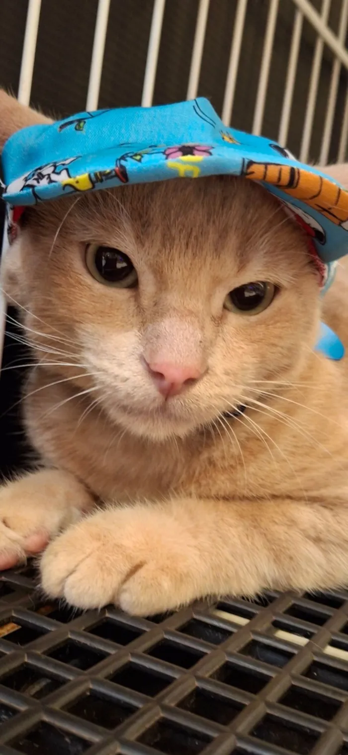 Gato raça SRD-ViraLata idade 7 a 11 meses nome Amarelo