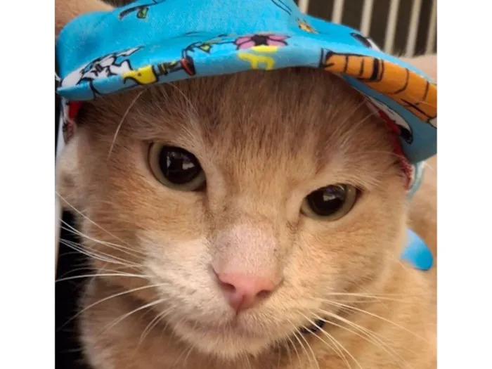 Gato raça SRD-ViraLata idade 7 a 11 meses nome Amarelo