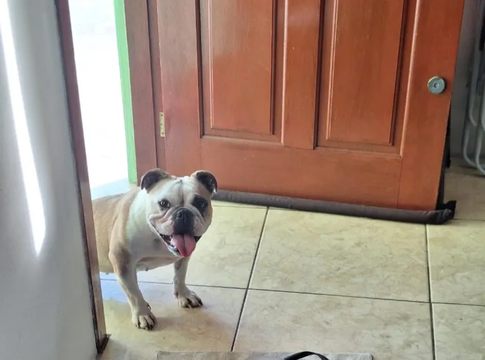 Cachorro raça SRD-ViraLata idade 4 anos nome Pandora