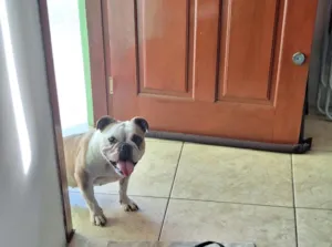 Cachorro raça SRD-ViraLata idade 4 anos nome Pandora