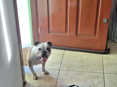 Cachorro raça SRD-ViraLata idade 4 anos nome Pandora