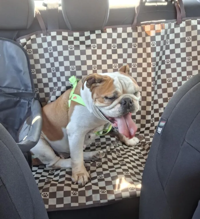 Cachorro raça SRD-ViraLata idade 6 ou mais anos nome Bella