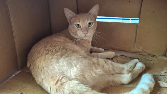 Gato raça SRD-ViraLata idade 7 a 11 meses nome Amarelo
