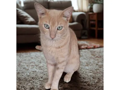 Gato raça SRD-ViraLata idade 7 a 11 meses nome Amarelo