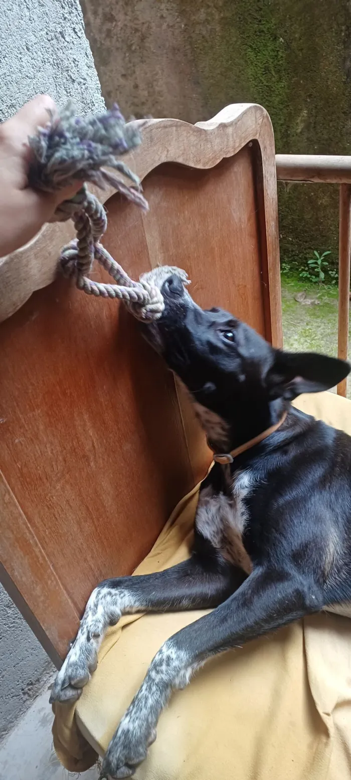 Cachorro raça SRD-ViraLata idade 1 ano nome Vitória