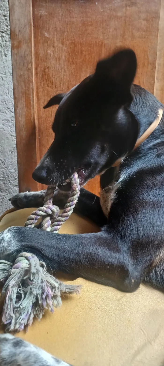 Cachorro raça SRD-ViraLata idade 1 ano nome Vitória