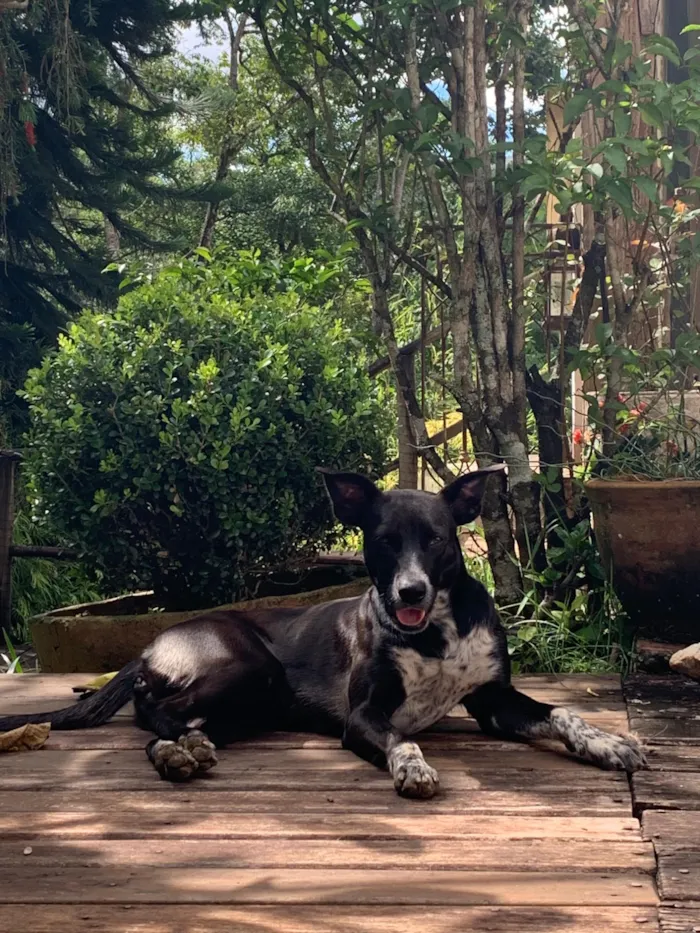 Cachorro raça SRD-ViraLata idade 1 ano nome Vitória