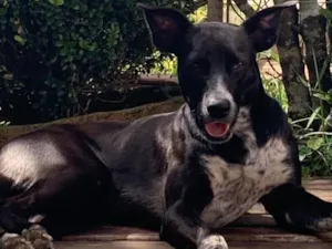 Cachorro raça SRD-ViraLata idade 1 ano nome Vitória