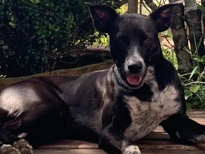Cachorro raça SRD-ViraLata idade 1 ano nome Vitória